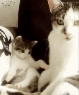 요즘 군대에는 병사마다 도트사이트 달아주겠지?_1.gif