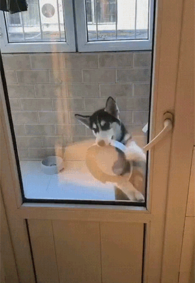 무언가 요구하는 댕댕이_1.gif