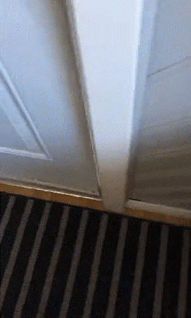 ㅈ냥이의 보은.gif_1.gif