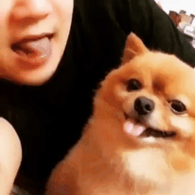 주인의 눈치를 보는 댕댕이.dog_1.gif