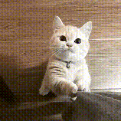 집사랑 놀고 싶어하는 꼬마 아가씨.gif_1.gif