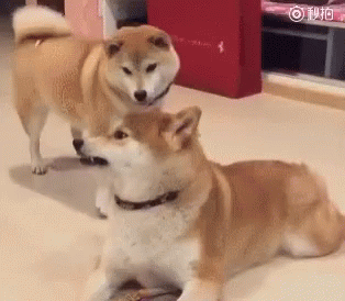 깐죽거림 레전드.gif_1.gif