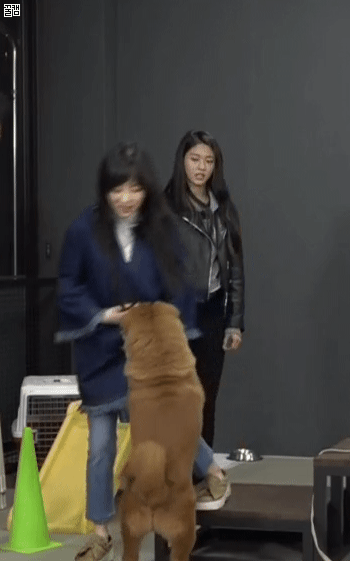 폭주하던 설현네 댕댕이의 최후_5.gif