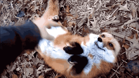 데이터)예로부터 여우가 사람을 홀린다고 하는 이유_6.gif