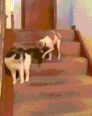 떼껄룩에게 뺨맞은 댕댕이_1.gif