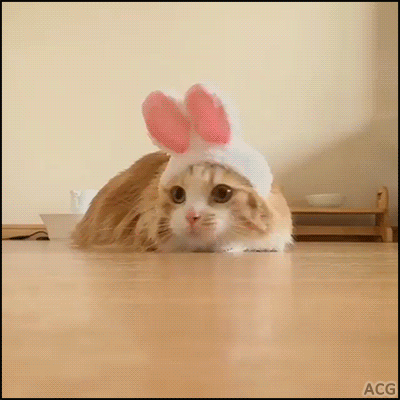 여기가 냥이웹인가요?_5.gif