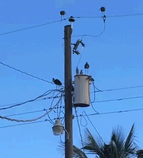 전기 통구이_1.gif