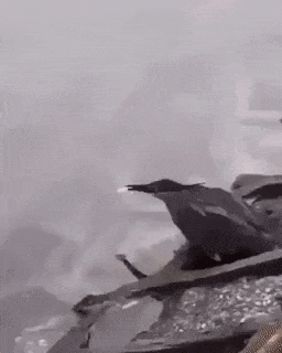 미끼를 이용해서 물고기 잡는 새.gif_1.gif