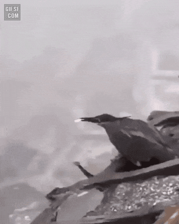 카시코이한 해오라기 짱_1.gif