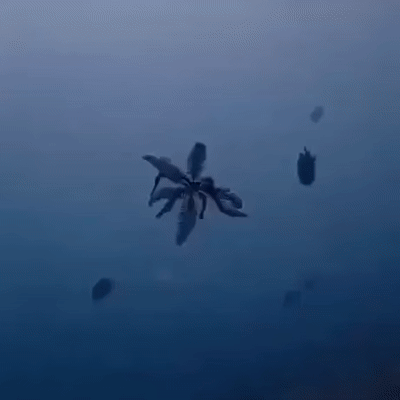 하운즈 재밌어염_1.gif