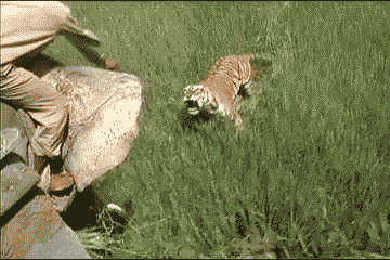 짐 코벳도 죽음을 각오했던 전설의 맹수_2.gif