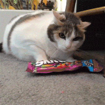 애옹이로 알아보는 칠대 죄악.JPG_4.gif