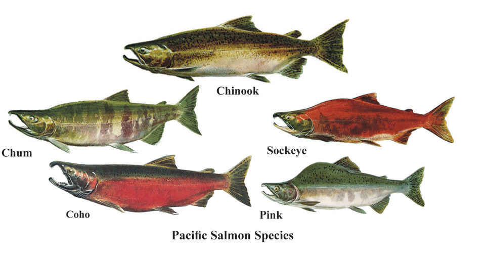 North American Pacific Salmon Species.gif