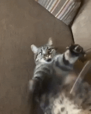 뚱냥이랑 놀아주기.gif_1.gif