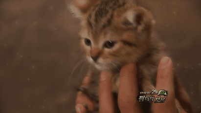 푸른거탑 역대급 캐스팅.gif_2.gif