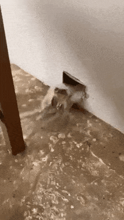 콩쥐야...조때써...의 진실_2.gif