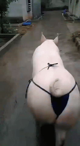 후방 비키니 끈팬티 입고 엉덩이 살랑거리는 짤 GIF