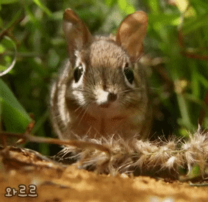 돈 땃쥐 미!_4.gif