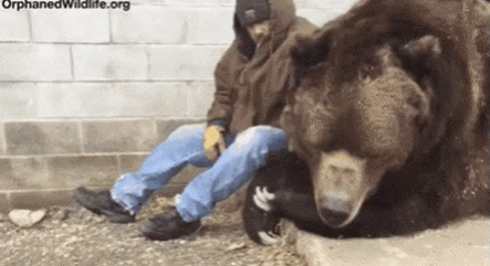 [퀴즈] 큰 짐승의 위엄 (사냥 시뮬레이션 스크린샷)_15.gif