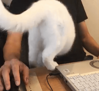 집사를 완벽하게 신뢰하는 고양이가 하는 행동..GIF_1.gif