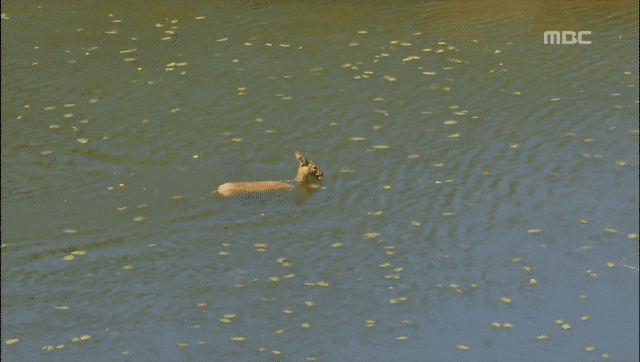 고라니 영어이름이 Water deer인 이유_5.gif
