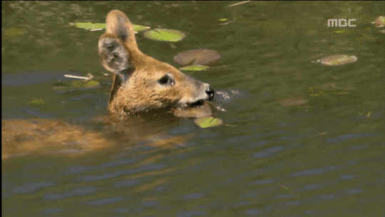 고라니 영어이름이 Water deer인 이유_4.gif