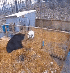 돼지 우리 기습하는 곰 | 유머 게시판 돼지 우리 기습하는 곰 | 유머 게시판 | 루리웹