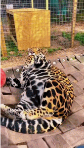 반려동물 난이도 (맹수 .VER)_8.gif