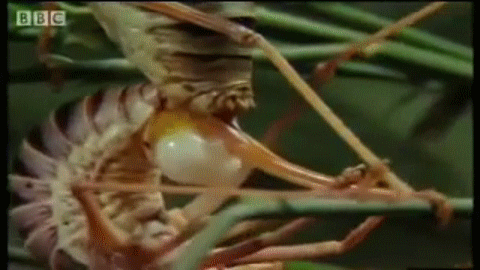 여치 짝짓기_2.gif