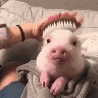 꽃돼지.gif_1.gif