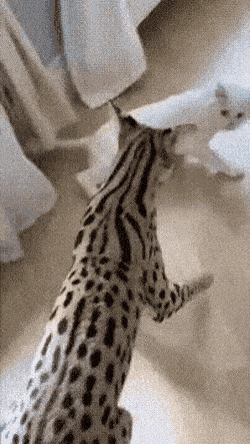 동물) 흥분한 냥이 진정시키는 서벌캣_1.gif