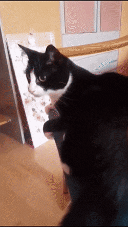 사죄의 짤_2.gif