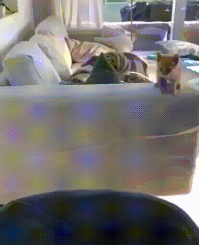사죄의 짤_5.gif