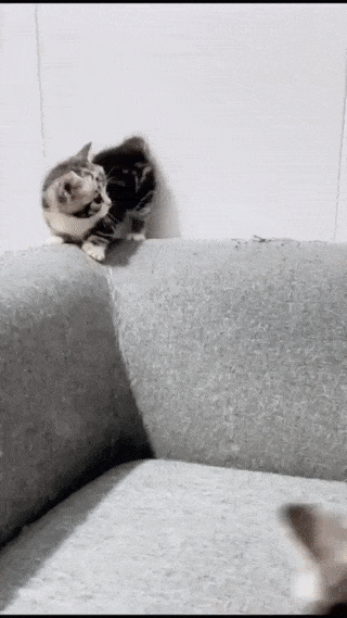 사죄의 짤_4.gif