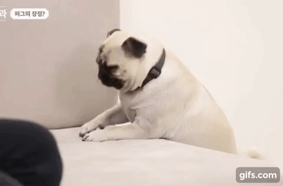 강형욱이 제발 움짤로 만들어달라고 요청한 퍼그의 귀여운 식탐_10.gif