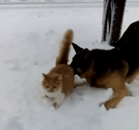 나무위키 조심해라_1.gif