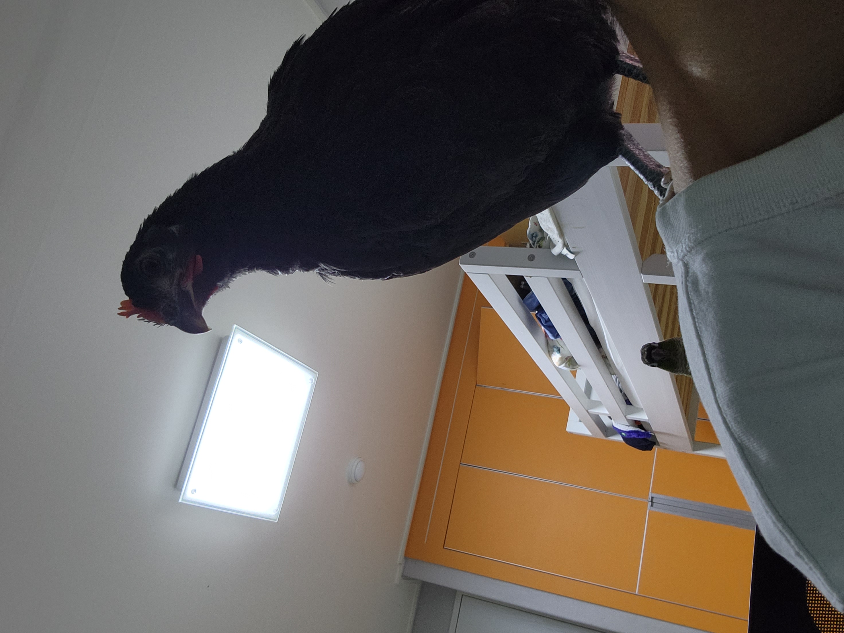 앵무새를 화나게 해선 안되는 이유