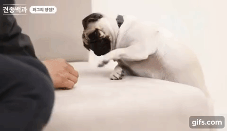 퍼그 놀리는 강형욱_2.gif