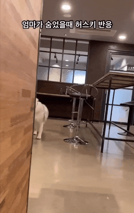 신나면 뚱땅뚱땅 걷는 허스키.gif_1.gif