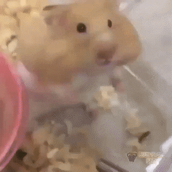 귀요미 햄스터 모음gif