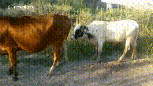 실패짤 모음.gif_1.gif