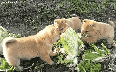 개추 짤.gif_1.gif