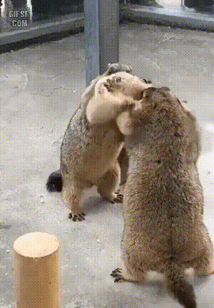 공사장 싸움 모음_5.gif