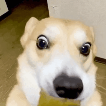 강아지계의 '캣닢'과 같은 물건류 甲_3.gif