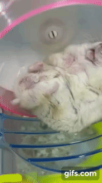 몽정하는 햄스터_1.gif