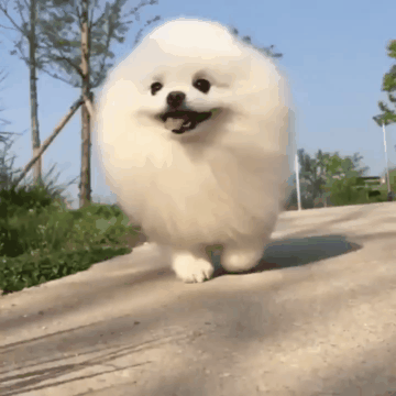 하얀 털뭉치가 쫓아오는 짤.gif_1.gif