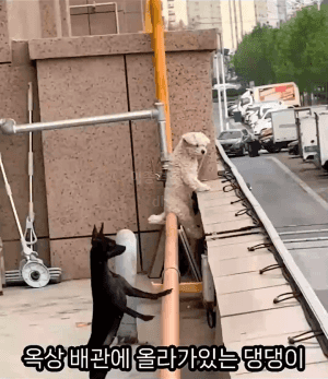 배관에 앉아있는 댕댕이_1.gif