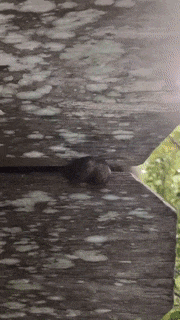 🍒_1.gif