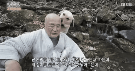 스님 머리 핥는 짤로 유명했던 강아지 근황_1.gif