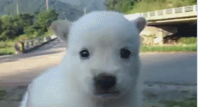 일본 임산부, 앵무새병으로_2.gif